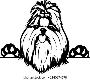 Shih Tzu dog breed pet 