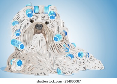 Shih tzu dog with curlers. EPS 10 format.