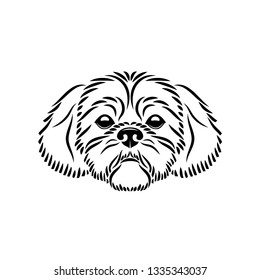 Shih Tzu Dog face    isolated vector illustration