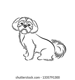 Shih Tzu Dog face - isolated vector illustration