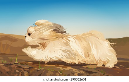 Shih tzu dog fast running on ground.