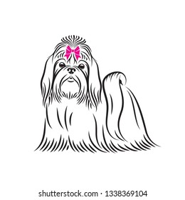 Shih Tzu Dog    isolated vector illustration