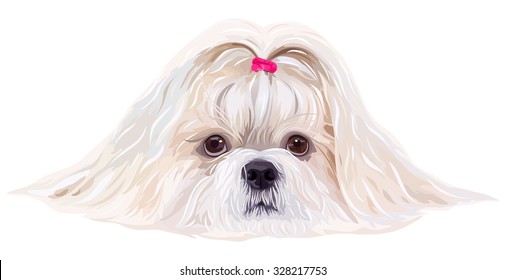 Shih tzu dog portrait in bright white colors