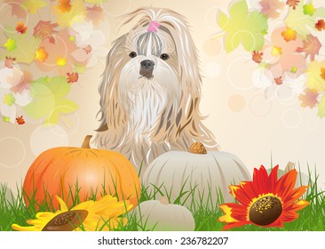 Shih tzu dog with pumpkins autumn portrait. EPS 10 format.