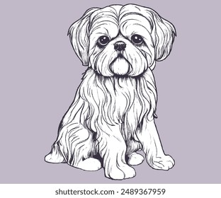 A  Shih tzu Dog. Very cute. Sitting position.Vector Dog illustrations , Hand Draw