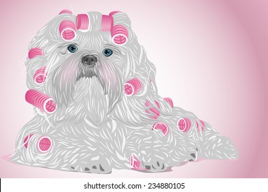 Shih tzu female dog with curlers. EPS 10 format.
