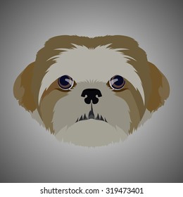 Shih tzu portrait