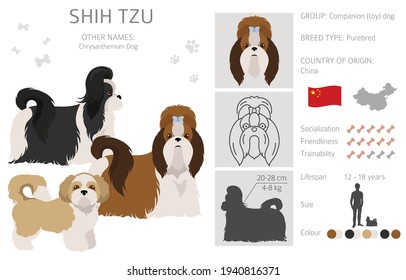 Shih Tzu poses, coat colors set.  Vector illustration
