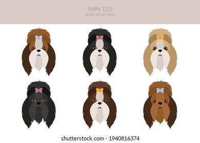 Shih Tzu poses, coat colors set.  Vector illustration