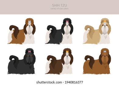 Shih Tzu poses, coat colors set.  Vector illustration