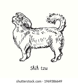 Shih Tzu standing side view. Ink black and white doodle drawing in woodcut style.