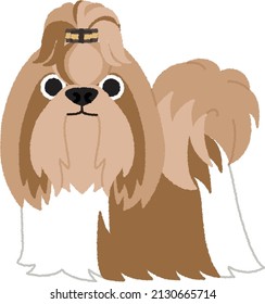 The Shih Tzu is a sturdy little dog with a small muzzle and normally has large dark brown eyes. The Chinese have described their head shapes as "owl head" and "lion head".