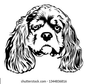 Shih tzu vector Illustration