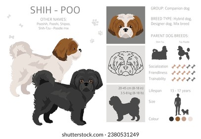 Clíparte Shih-Poo. Mezcla Shih-Tzu Poodle. Colores de abrigo diferentes.  Ilustración del vector