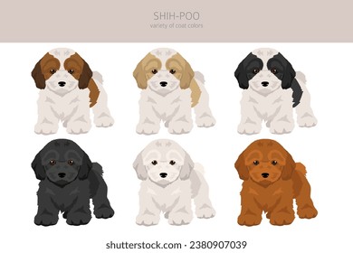 Shih-Poo clipart. Shih-Tzu  Poodle mix. Different coat colors set.  Vector illustration svg
