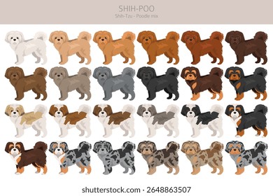 Shih-Poo clipart. Shih-Tzu  Poodle mix. Different coat colors set.  Vector illustration