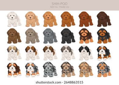 Shih-Poo clipart. Shih-Tzu  Poodle mix. Different coat colors set.  Vector illustration