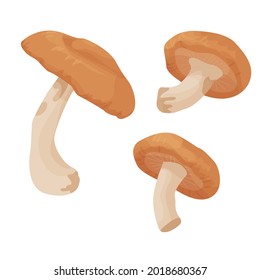 Shiitake aislado de fondo blanco. hongos comestibles. cosecha de otoño. temporada de hongos. comida cruda. veganismo. vector plano.