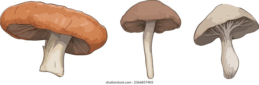 Shiitake isolated on white background. edible mushrooms. autumn harvest. mushroom season. raw food. veganism. vector flat.