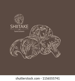 Shiitake: mushroom and a bit of shiitake. Mushroom. Vector hand drawn illustration