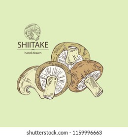 Shiitake: mushroom and a bit of shiitake. Mushroom. Vector hand drawn illustration