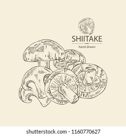 Shiitake Sketching Images, Stock Photos & Vectors | Shutterstock