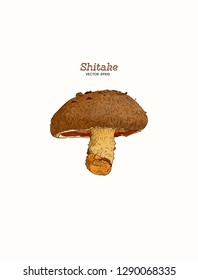 Shiitake: mushroom and a bit of shiitake. Mushroom. Vector hand drawn illustration - Vector