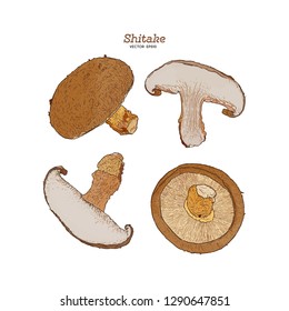 Shiitake: mushroom and a bit of shiitake. Mushroom. Vector hand drawn illustration - Vector