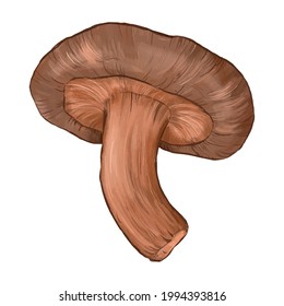 Shiitake mushroom drawn in vector by hand