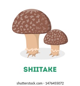 Shiitake mushroom. Fresh natural fungus. Organic vegetarian food. Organic vegetable. Isolated vector illustration in flat style