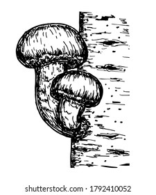Shiitake mushroom growing on trees vector sketch isolated on a white background