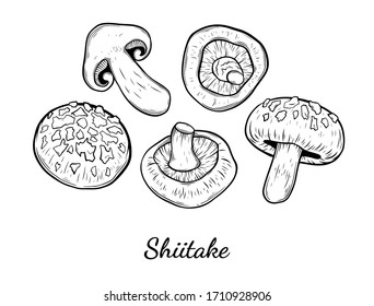 Shiitake mushroom hand drawn vector illustration. Sketch style drawing isolated on white background with sliced pieces. Organic vegetarian object for menu, label, recipe, product packaging