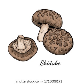 Shiitake mushroom hand drawn vector illustration. Sketch style drawing isolated on white background with sliced pieces. Organic vegetarian object for menu, label, recipe, product packaging