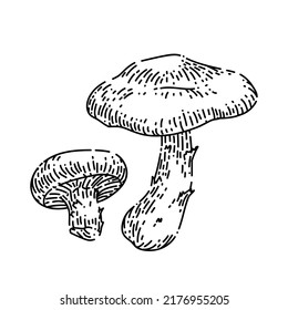 vector dibujado a mano por el hongo shiitake. hongo shitake, boceto de setas shiitake de cocina otoñal. ilustración negra aislada