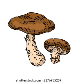 shiitake mushroom hand drawn vector. shitake fungus, autumn cooking food shiitake mushroom sketch. isolated color illustration
