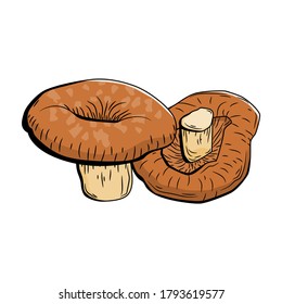 Shiitake mushroom isolate on white background, vector illustration