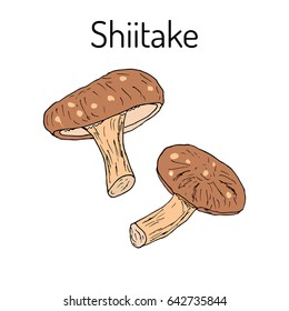 Shiitake Mushroom (Lentinula Edodes), Medicinal Plant. Hand Drawn Botanical Vector Illustration