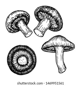 Shiitake mushroom. Shiitake sketch set. Mushroom. Vector hand drawn illustration