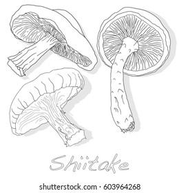 Shiitake mushroom vector illustration isolated