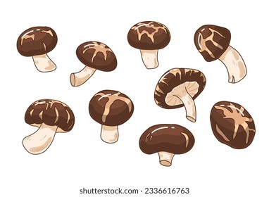 Shiitake mushrooms collection. Organic edible food for vegan, vegetarian. Asian cuisine gourmet. Fresh raw fungi vector illustration. Chinese, japanese alternative protein. Tasty ingredient for diet