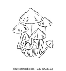 Shiitake mushrooms. Edible mushrooms for menu designs. Vector illustration isolated in white background