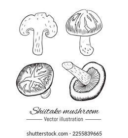 Shiitake mushrooms hand drawn collection. Vector illustration.