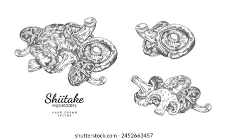 Shiitake mushrooms harvest heap engraved hand drawn vector illustrations set. Asian raw forest fungus or fungi. Natural organic vegetarian food. Piles of whole and cut mushrooms isolated