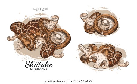 Shiitake hongos cosecha montón de Ilustraciones vectoriales dibujadas a mano conjunto. Hongos o hongos asiáticos del bosque crudo. Comida vegetariana orgánica natural. Montones de setas marrones realistas aislados en la mancha de la acuarela