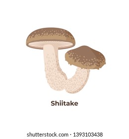 Shiitake mushrooms isolated on white background, vector illustration in flat design.