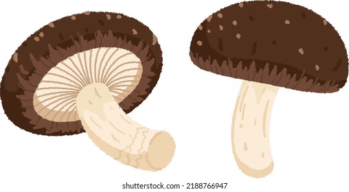 Shiitake mushrooms are rich in umami, and dried shiitake mushrooms are especially suitable for making soup stock.