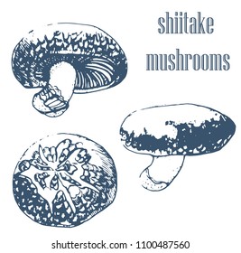 shiitake mushrooms set, hand drawing on white background, vector, ink, contour