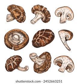 Shiitake mushrooms whole and cut hand drawn vector set. Natural organic vegetarian food. Asian raw forest fungi. Pile of brown mushrooms, botanical realistic illustrations from different sides