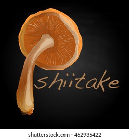Shiitake vector illustration isolated