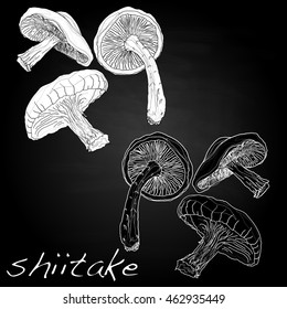 Shiitake vector illustration isolated